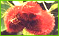 Achiote